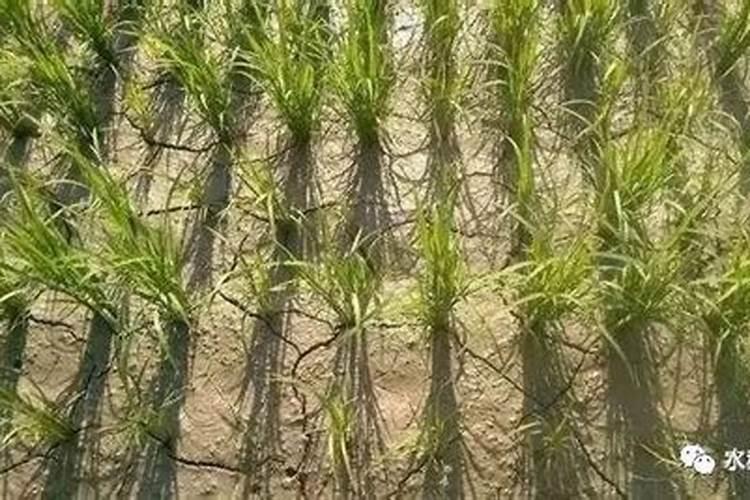 矿源腐植酸有机碱性炭肥是什么肥料？跟其它肥料有何区别？