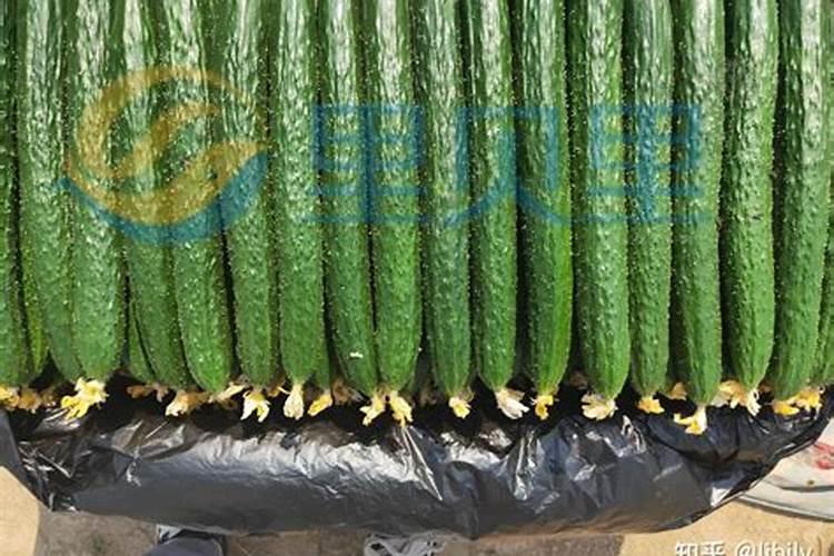 黄瓜常期冲硅肥有什么作用