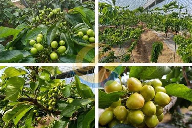 樱桃苗木的施肥追肥要注意事项