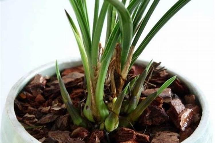 4月份的兰花怎样养护