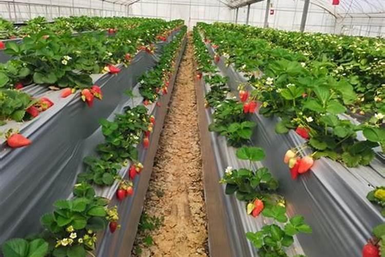 农家自盖棚,几月份种草莓合适？怎么治理才能长的好呢？