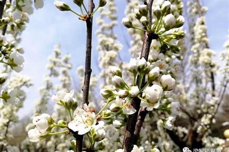 石榴树怎么种才不结果 怎么种石榴树才不结果