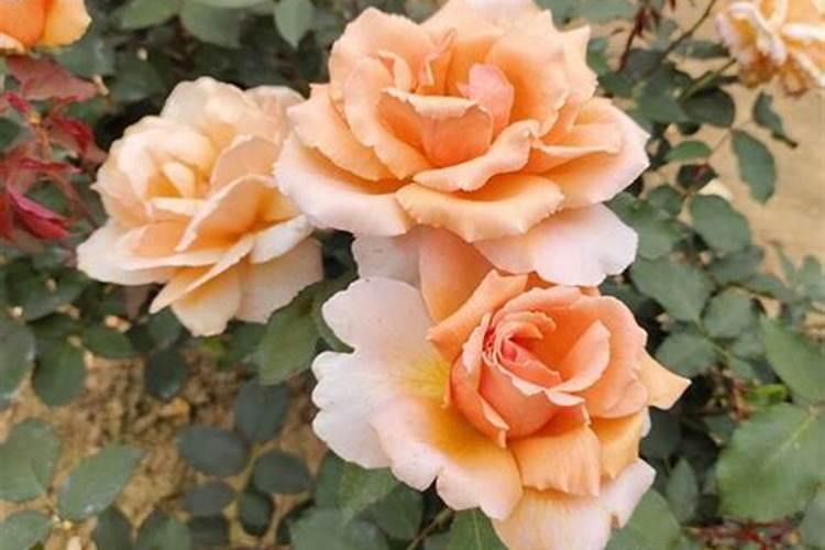 月季花用什么肥料最佳