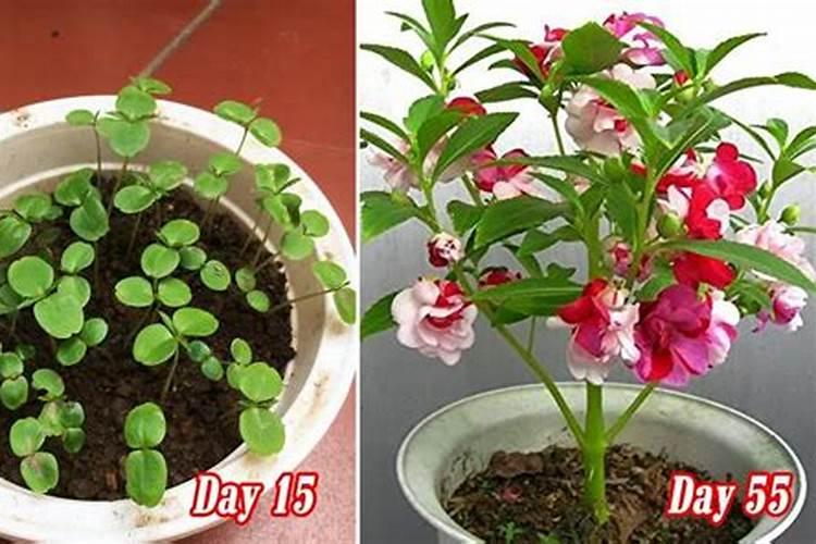 凤仙花怎么施肥