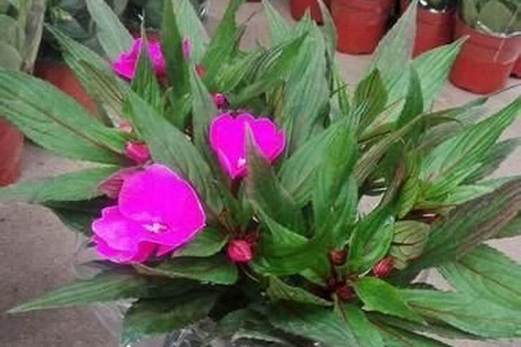 凤仙花要怎样施肥？