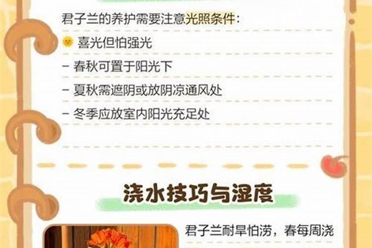 君子兰怎么施肥