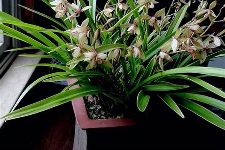 白兰花花谢后怎么处理 花谢后养护方法