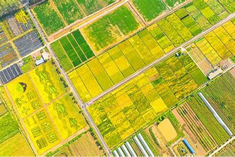 水稻追施叶面肥行吗？水稻冲施肥批发,水稻冲施肥有哪些？水稻叶面肥...