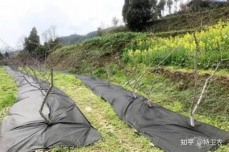 桃树苗栽种时间及技术 桃树应该怎么施肥