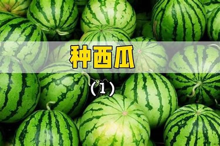 秋冬季栽培小型西瓜如何整地施肥