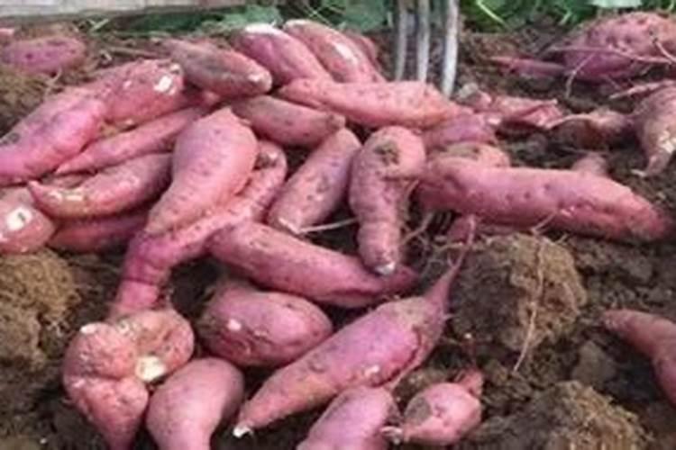 红薯施什么肥能增加甜度