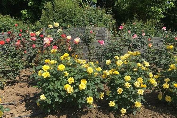 月季如何施磷酸二氢钾 注意事项有哪些