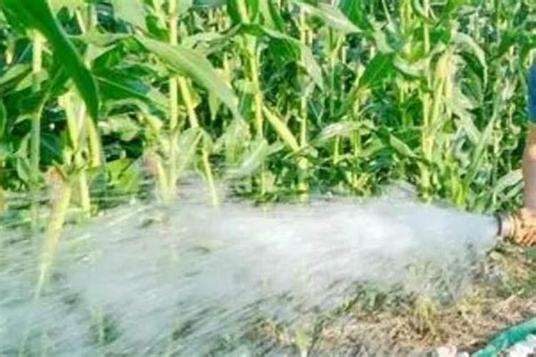 玉米施肥多久浇一次水最好