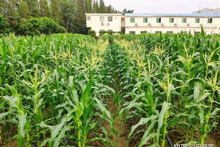 玉米施肥后下大雨有事吗