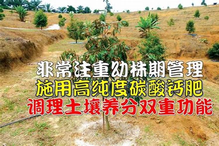 在果树上如何施用钙肥