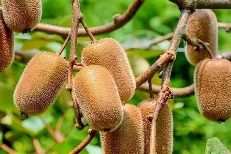 猕猴桃幼果膨大期氮磷钾怎么施肥更合理