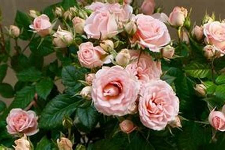 玫瑰花什么时候施肥