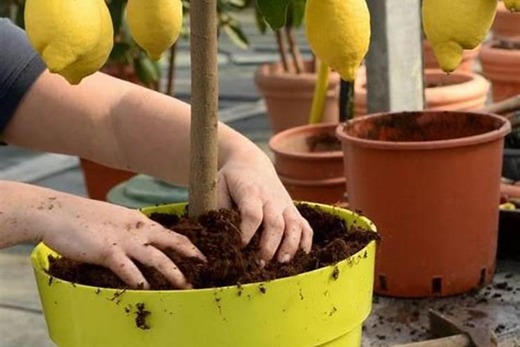 柠檬盆栽在什么季节？(东北)