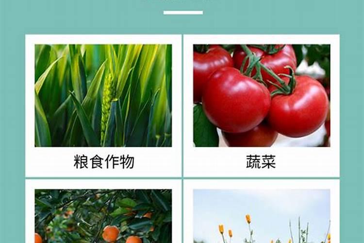 硼肥怎么施效果最好