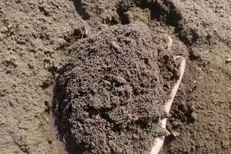 果树中的微量元素,什么时候补更有效？