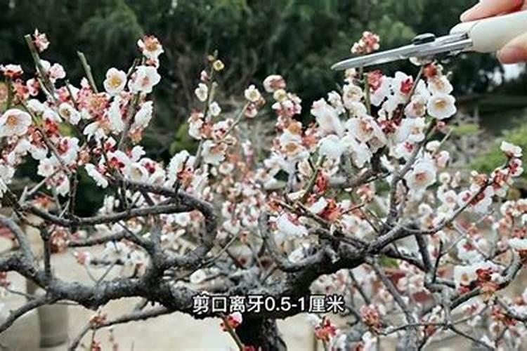 梅花如何修剪如何施肥