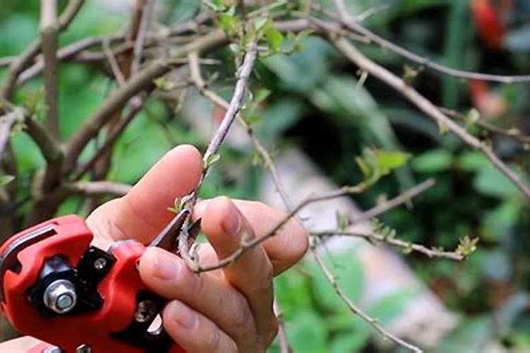 梅花施肥时间和方法