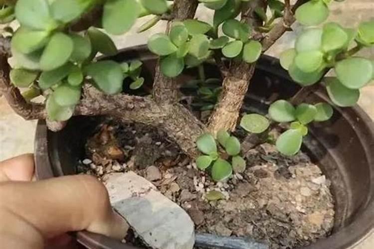 金枝玉叶浇什么肥料合适