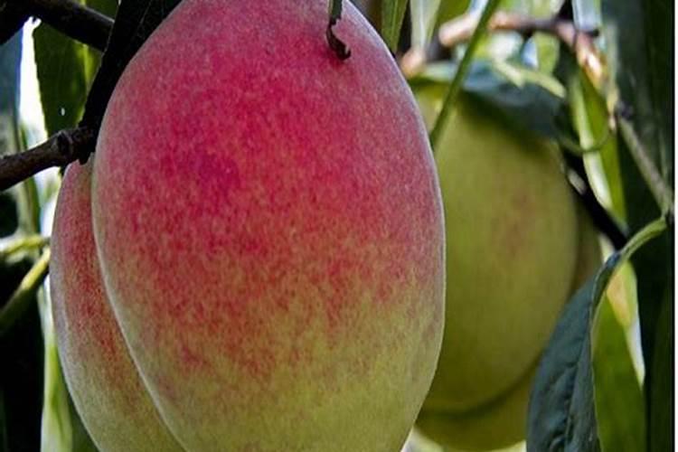 桃子一般多少元一斤