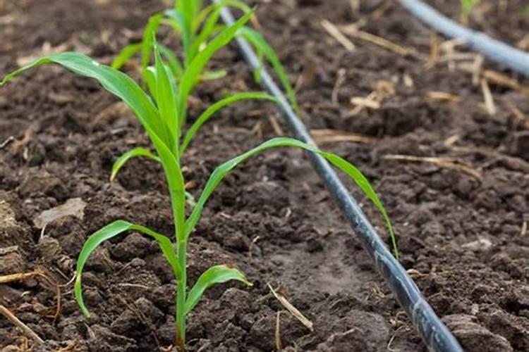 滴灌玉米施肥最佳方案