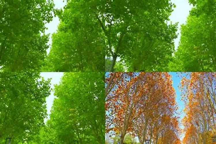 如何让葡萄叶片变的厚绿？施什么样的肥好？