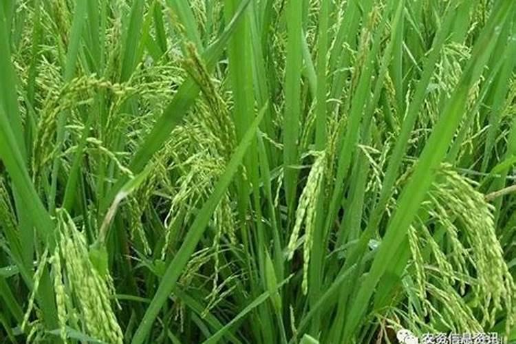 胺鲜酯的优点和缺点