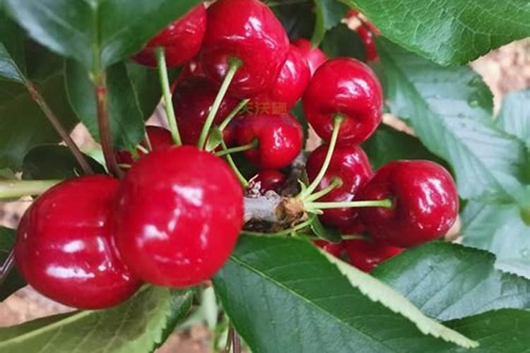 石榴树施什么肥料好