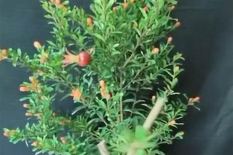 石榴浇什么肥料合适