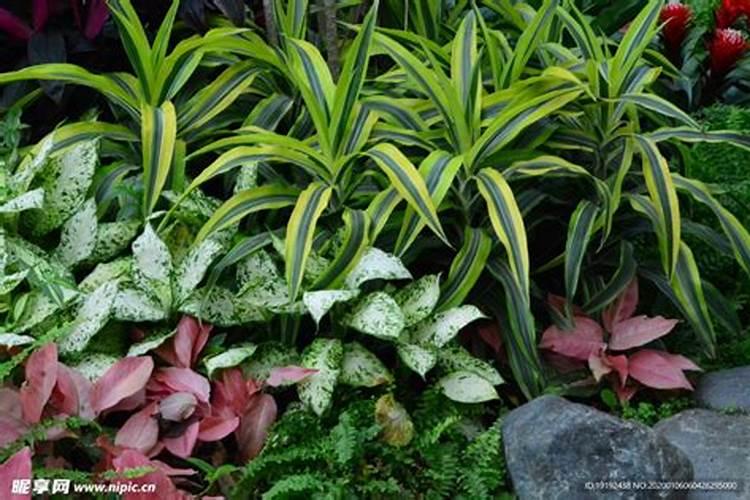 龟背竹施什么肥好,龟背竹施氮磷钾肥最好