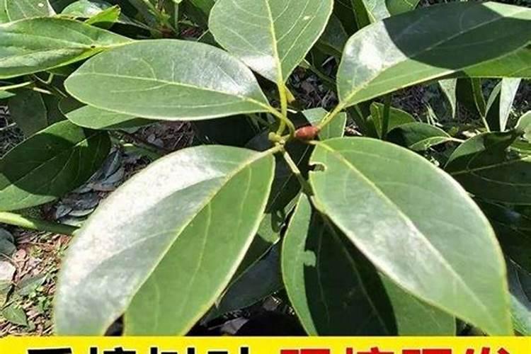 树叶灰可以做肥料吗