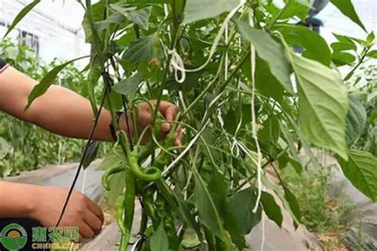 露地辣椒种植技术与管理