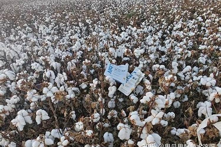 棉花怎么使用叶面肥 棉花施肥方法介绍