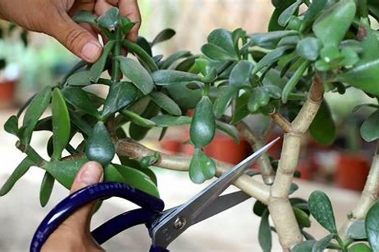 养植玉树需要什么肥料？