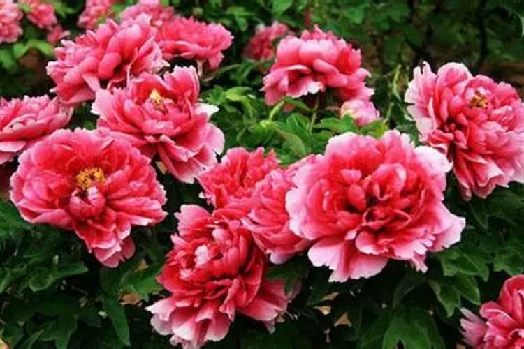 牡丹叶面肥打什么