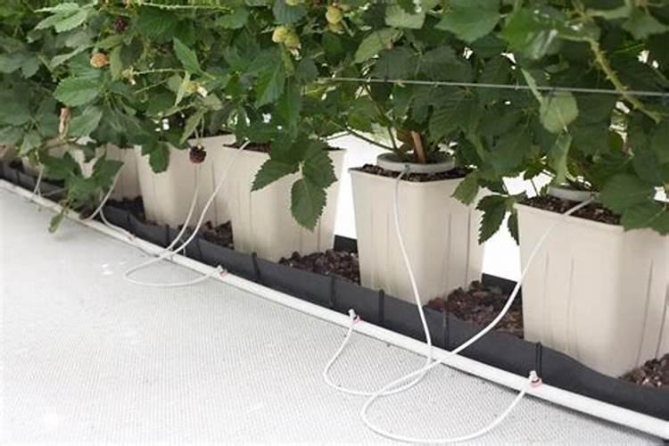 蓝莓施肥的最佳时间是什么时候