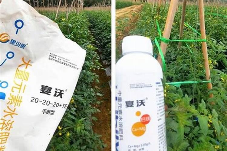 高产番茄对肥料有哪些需求,怎样施肥