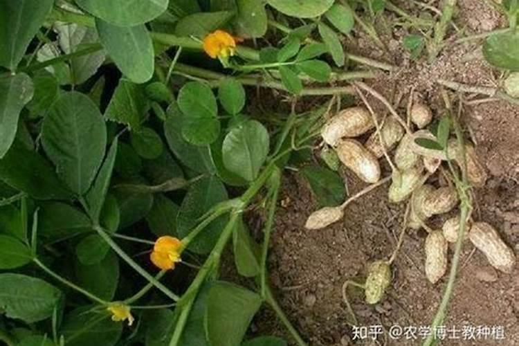 花生盛花期后施什么肥