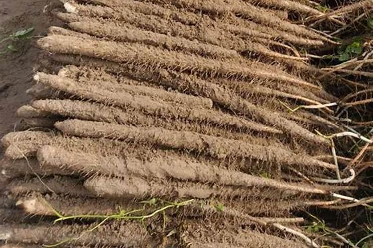 山药种植水肥管理要点有什么？