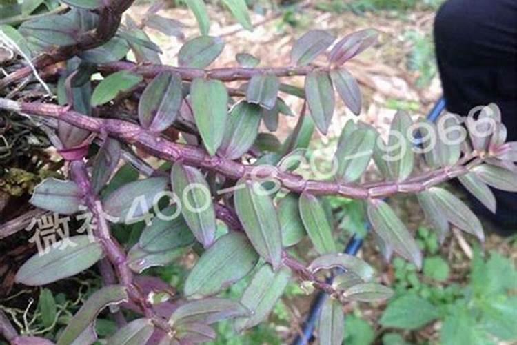 铁皮石斛施什么肥最好