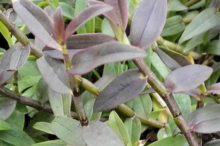 铁皮石斛施什么肥最好