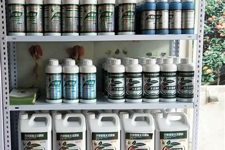 种植长生龙霍山石斛多少钱一斤