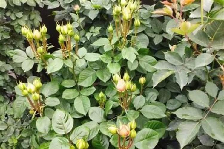 月季施肥全攻略,分3个时期讲解,不同生长阶段施肥方法不同