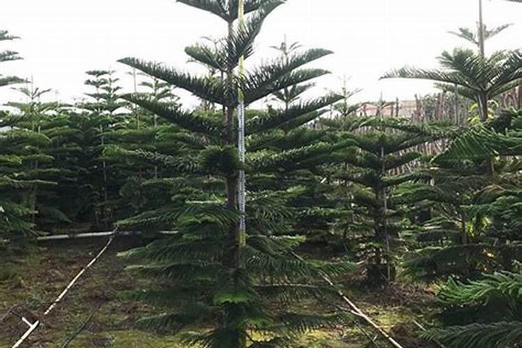 家里能不能养南洋松？？