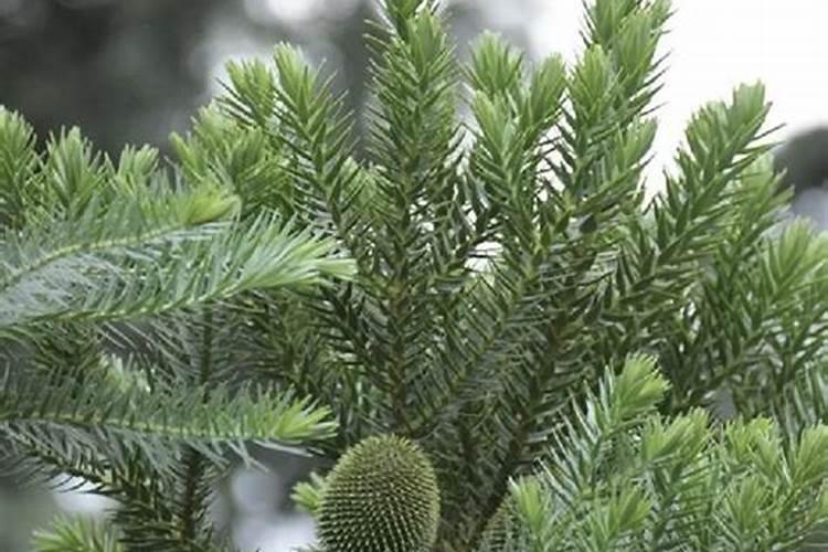 家里能不能养南洋松？？