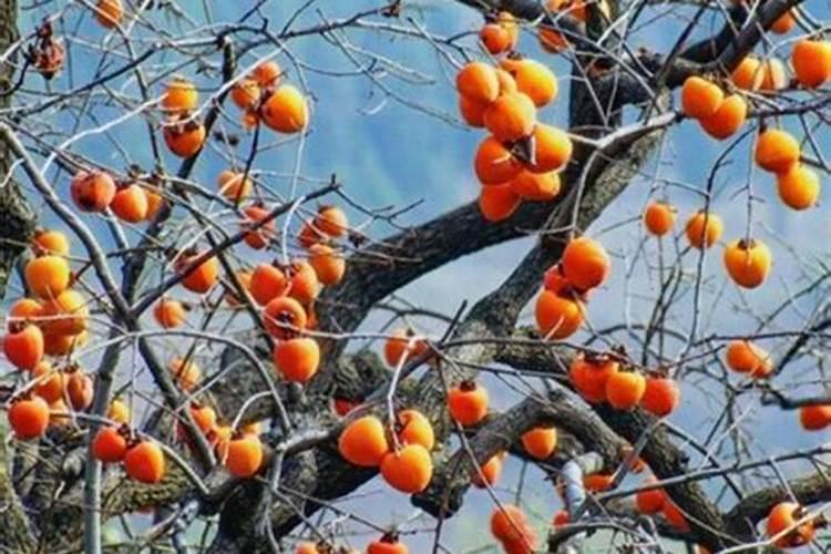 柿子树施什么样的肥？怎样施肥？